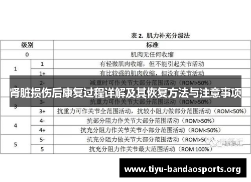肾脏损伤后康复过程详解及其恢复方法与注意事项